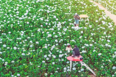 DA LAT, VİETNAM - 26 Nisan 2019 'da Da Lat, Vietnam' da bulunan Garden Hydrangeas 'taki birçok ortanca çiçeğinin arasında, tanımlanamayan aşıklar mutlu bir şekilde fotoğraf çekip selfie çekiyorlar..