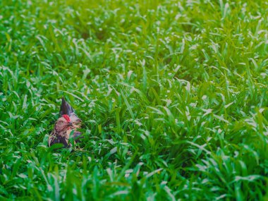 Horoz ve tavuk rahatlayın ve yeşil alanda yiyecek bulun..