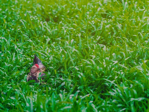 Haan Kip Ontspannen Eten Vinden Het Groene Veld — Stockfoto