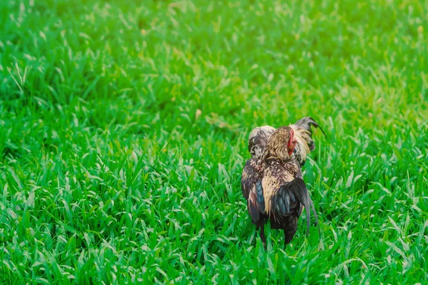 Rooster and hen relax and finding food in green field.