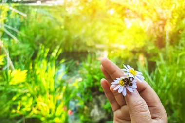 Dokuz benekli güve ya da papatya papatyasında Syntomis phegea ya da yeşil arka planı olan bir kadının elinde papatya çiçeği. Hizmetçi güve bahçedeki çiçekten nektar emiyor. Elinde papatya çiçeğiyle çiftleşen güveler..