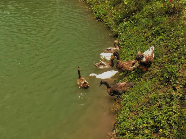 Patos Nadam Canal Patos Nadam Canal Procuram Comida Aguardam Forragem — Fotografia de Stock