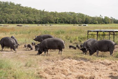 Berkshire black pigs in an organic piggery clipart