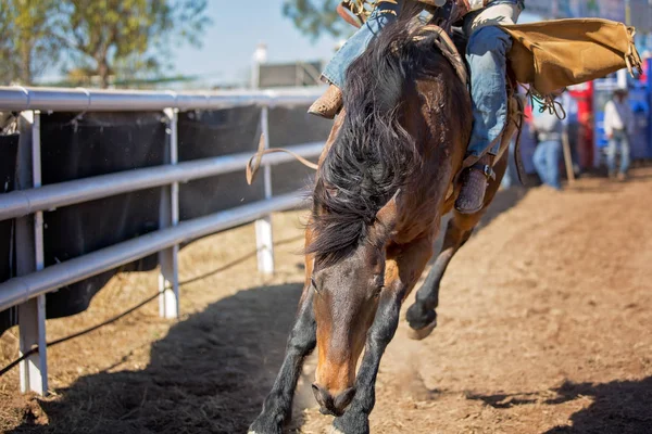 Kovboy ülke Rodeo eyersiz bronc etkinliğinde bir bucking ata biniyor. Bu görüntü eylem kadar yakındır.