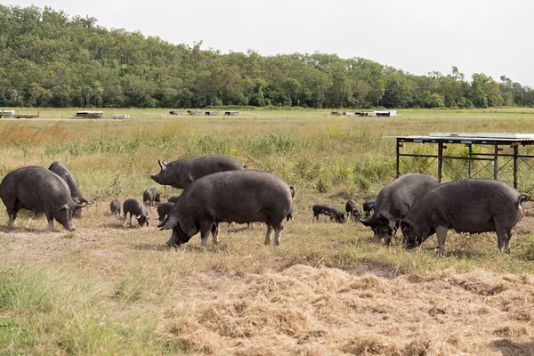 Porcs Noirs Berkshire Dans Une Porcherie Biologique — Photo