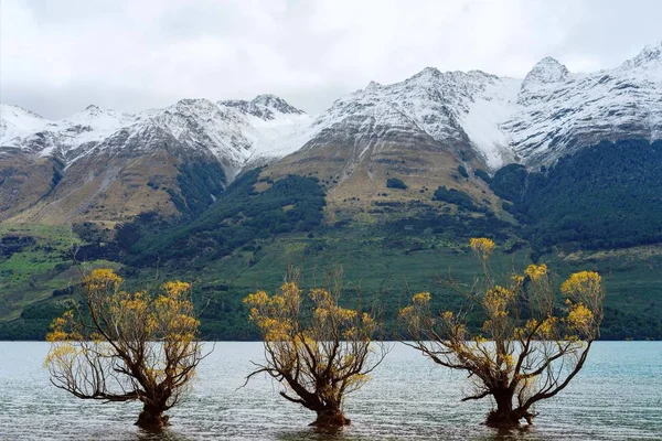 Three trees standing in the waters of Lake Wakatipu at Glenorchy with a snow covered mountain backdrop in autumn