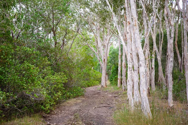 Een Vuil Spoor Wandelen Natuurlijke Omgeving Van Inheemse Bushland — Stockfoto