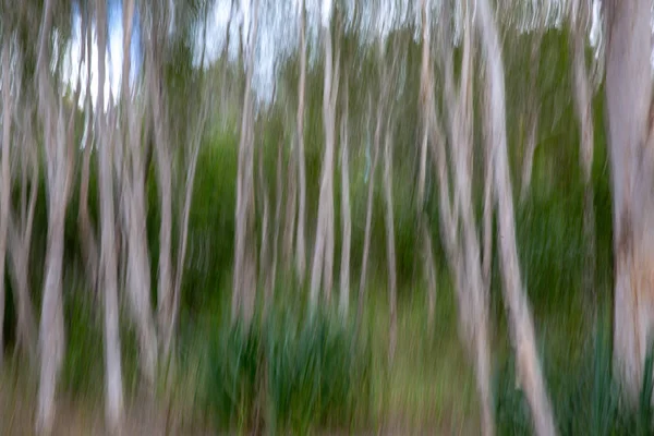 Panning the camera in a forest of white trees and green trees resulted in the concept of a painting