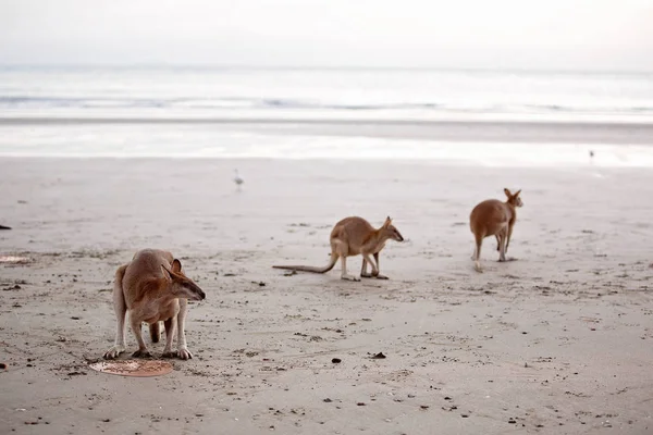 Australian kangaroos feeding on the beach at Cape Hillsborough