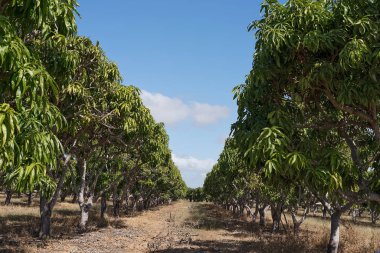 Henüz Avustralya bir çiftlikte meyvelerini vermeye mango ağaçları satırları