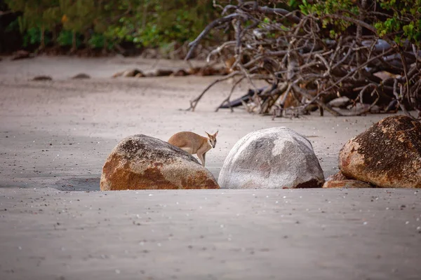 Canguro Australiano Escondido Detrás Las Rocas Playa Amanecer —  Fotos de Stock