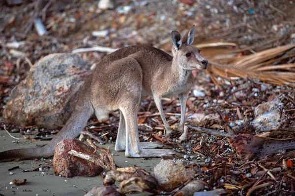 Australiensisk Känguru Mot Bakgrund Drivved Stranden Soluppgången — Stockfoto