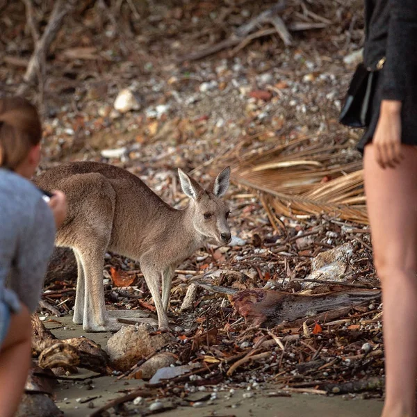 Turist Fotografering Australisk Känguru Nära Håll Bland Drivved Stranden Vid — Stockfoto