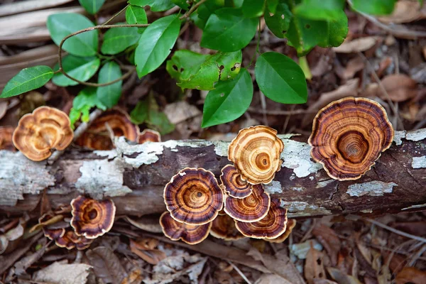 Decomposed Fungi Tree Trunk Bushland — Stock Photo, Image