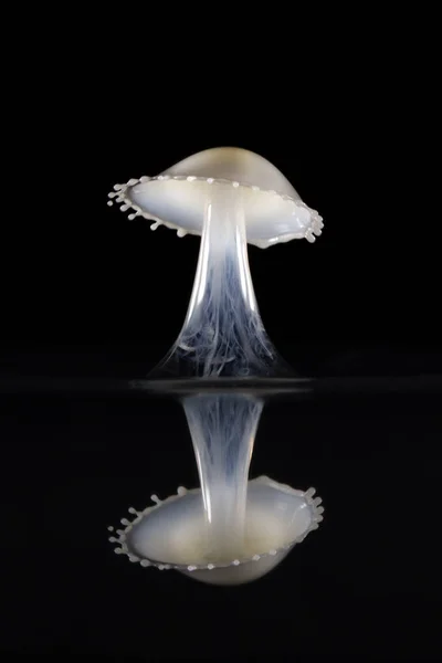 우유는 물으로 표면에서 반영을 형태로 — 스톡 사진