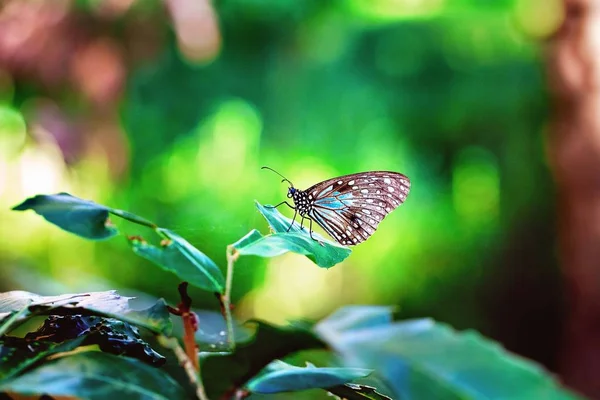 Papillon Dans Jardin Parmi Les Plantes — Photo