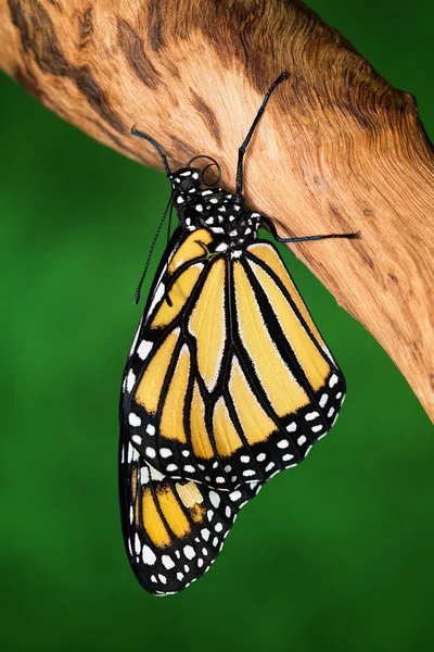 Blízko Monarch Butterfly Jen Vynořil Své Kukly Křídly Stále Vlhké — Stock fotografie