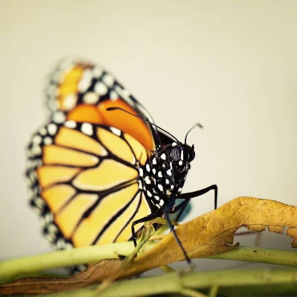 Una Mariposa Monarca Sentada Sobre Una Hoja Seca — Foto de Stock