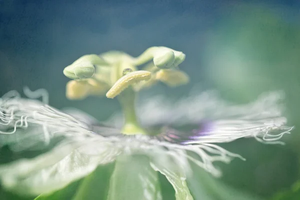 Stame Fiore Frutto Della Passione Isolato Uno Sfondo Strutturato Pallido — Foto Stock