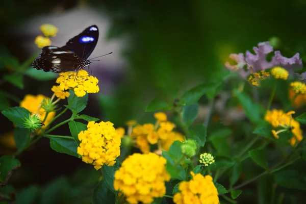 Black White Butterfly Landed Yellow Flower Garden Setting Blurred Green — Stock Photo, Image