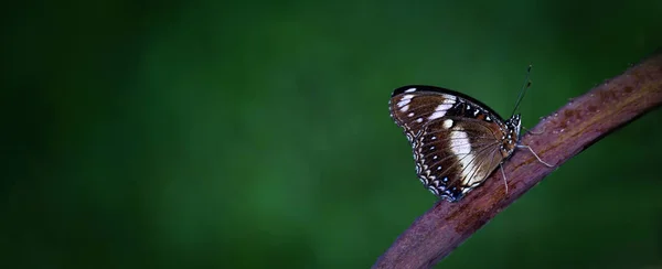 一个棕色和白色的蝴蝶坐在树枝上 隔离在一个模糊的绿色背景 — 图库照片