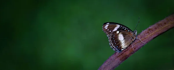 Uma Borboleta Marrom Branco Sentado Ramo Isolado Fundo Verde Desfocado — Fotografia de Stock