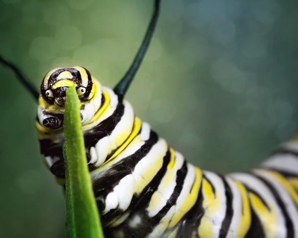 Bir Yaprak Bir Pupa Dönüşür Önce Munching Tırtıl — Stok fotoğraf