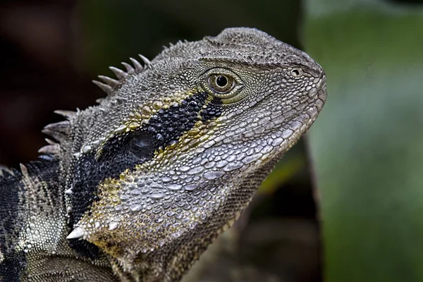Bir sakallı su ejderha Başkanı yakın çekim