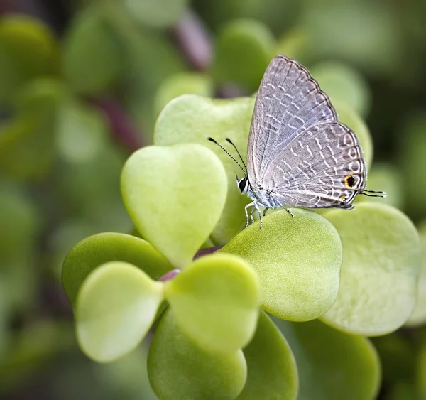 Papillon Gris Atterri Sur Des Plantes Potagères Vertes — Photo