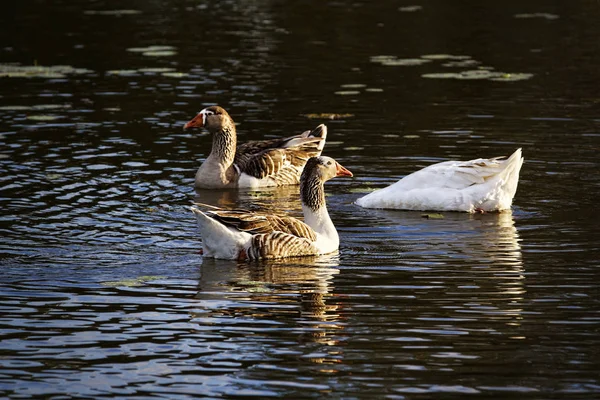 Three ducks swimming on a pond, one with its head under water