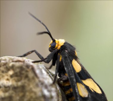 Arka plan bulanık karşı bir dala tutunarak bir güve yakın çekim