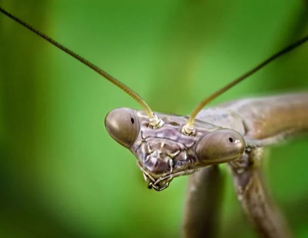 Close Van Een Stalking Praying Mantis Geïsoleerd Een Groene Achtergrond — Stockfoto