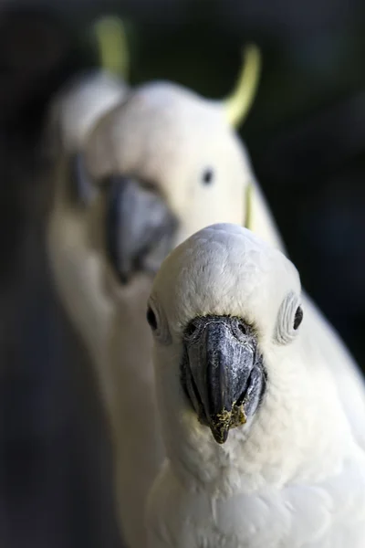 Una Fila Tres Cacatúas Blancas Australianas — Foto de Stock