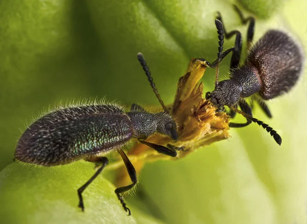 食糧上の綱引きを持つ つの毛深いカブトムシ — ストック写真