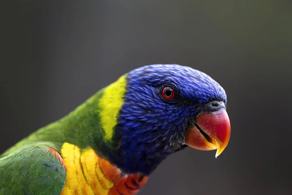 Ein Lebhaft Gefärbter Australischer Regenbogenpapagei Isoliert Auf Verschwommenem Hintergrund — Stockfoto