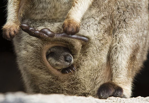 Close Van Een Australische Joey Kangoeroe Slaap Haar Moederdag Etui — Stockfoto