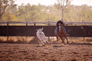 Campdrafting olay bir ülke Rodeo havada, çoban kız. Campdrafting bir at ve binici çalışma sığır içeren benzersiz bir Avustralya spor olduğunu.
