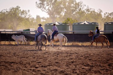 Cowboys and a cowgirl riding horses in a campdraft event at a country rodeo. Campdrafting is a unique Australian sport involving a horse and rider working cattle. clipart