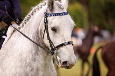 -yakın bir ülke Show'da halka etrafında basmış bir gösteri at