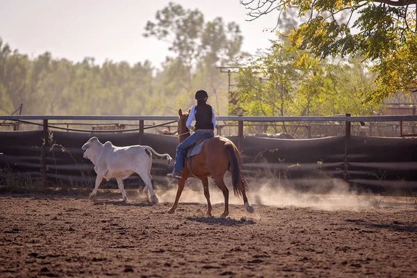 Campdrafting Olay Bir Ülke Rodeo Yarışan Çoban Kız Campdrafting Bir — Stok fotoğraf