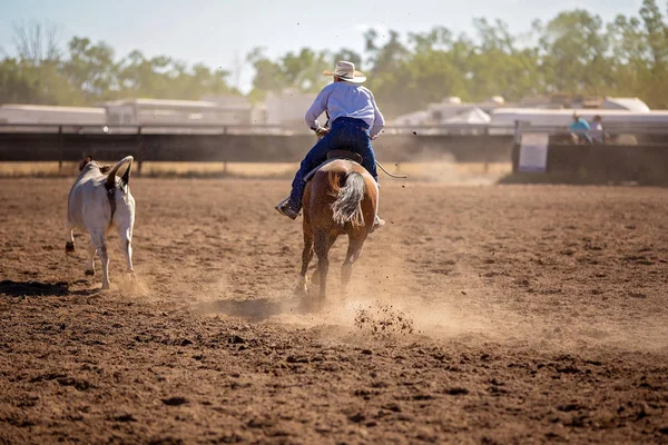 牛仔在国家牛仔竞技中 Campdraf 的比赛 Campdrafting 是一个独特的澳大利亚运动涉及马和骑手工作牛 — 图库照片