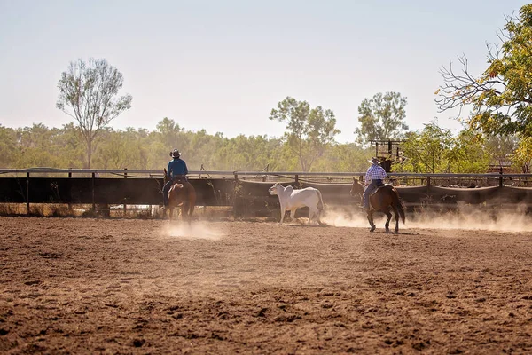 Bir inek bir campdrafting olay bir ülke Rodeo yukarı yuvarlama kovboylar. Campdrafting bir at ve binici çalışma sığır içeren benzersiz bir Avustralya spor olduğunu.