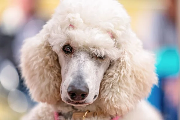 Ένα Τυποποιημένο Poodle Λευκό Ανταγωνιζόμενες Μεταξύ Τους Μια Επίδειξη Σκύλων — Φωτογραφία Αρχείου