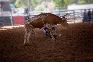 Avustralya'da bir kapalı ülke rodeo bir bucking buzağı kapalı genç binici düşüyor
