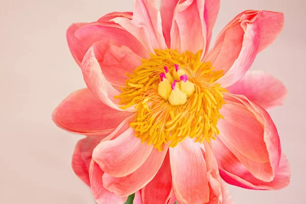 Close Uma Flor Peônia Flor Mostrando Macro Detalhe Estame Centro — Fotografia de Stock