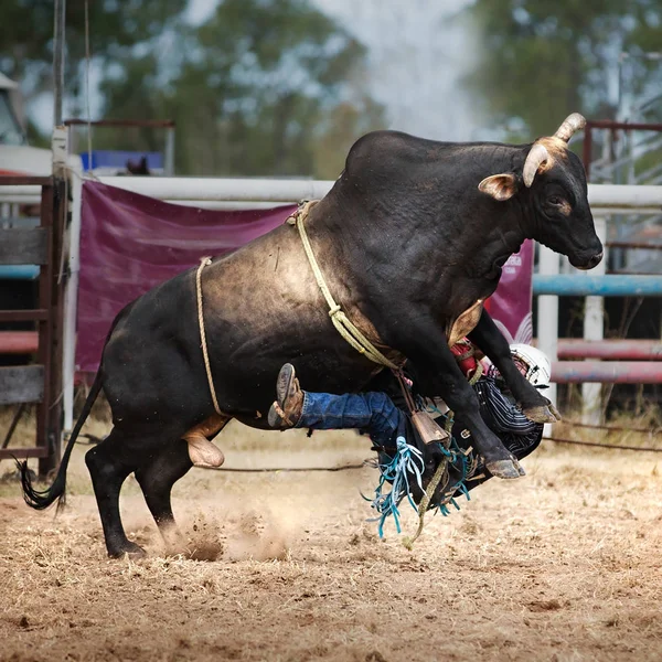 Cowboy Tombe Taureau Tout Participant Épreuve Taureau Lors Rodéo Campagne — Photo