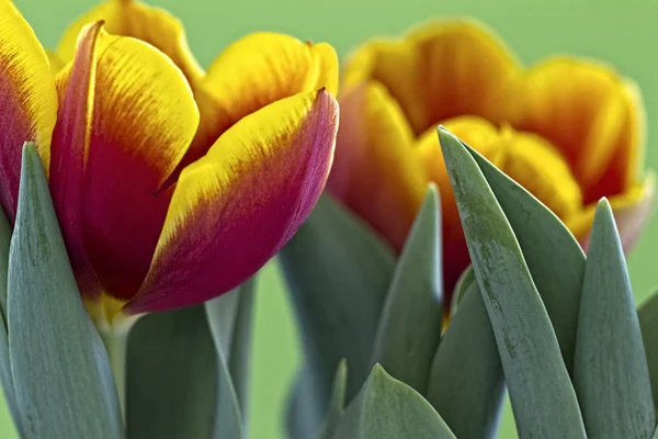 Primer Plano Racimo Tulipanes Mostrando Macro Detalle Los Pétalos Hojas — Foto de Stock