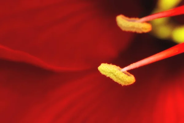 Close Uma Flor Hibisco Mostrando Macro Detalhe Estame Centro Das — Fotografia de Stock