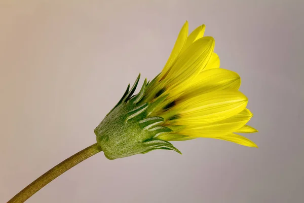 Close up of a daisy flower on a stem, simple subject