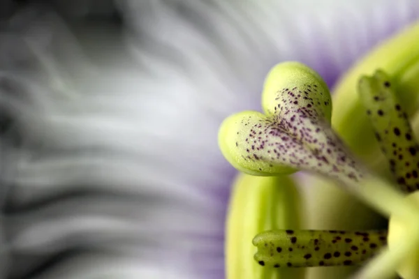 Close Uma Flor Maracujá Mostrando Macro Detalhe Estame Centro Das — Fotografia de Stock